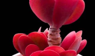 小小的梦想舞蹈 小小的梦想舞蹈