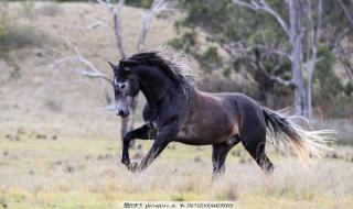 班马是白条纹的黑马 班马是白条纹的黑马